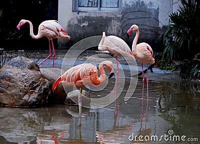 Pink Flamingos Stock Photo