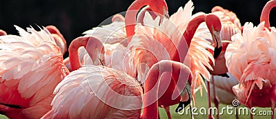 Pink Flamingos Stock Photo