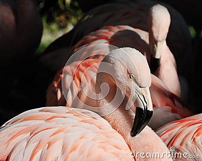 Pink Flamingos Stock Photo