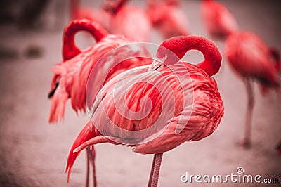 Pink flamingos against green background Stock Photo