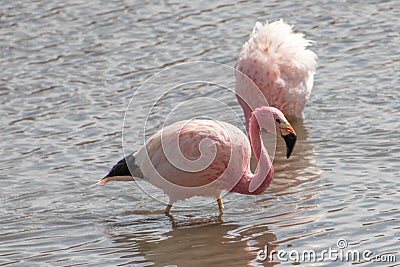 Pink Flamingos Atacama Desert Putana River Stock Photo