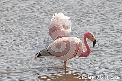 Pink Flamingos Atacama Desert Putana River Stock Photo