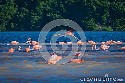 Pink flamingos in Celestun, Mexico Stock Photo