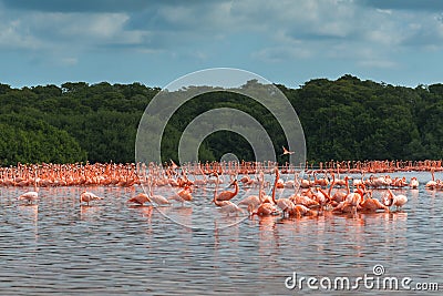 Pink flamingos in Celestun Stock Photo