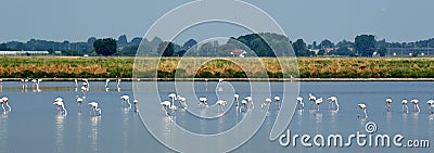 Pink flamingos Stock Photo