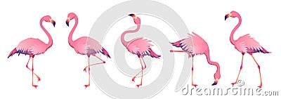 Pink flamingos. Cute flamingo animal exotic nature wild fauna zoo bird beak plumage legs tropical african beach art Vector Illustration