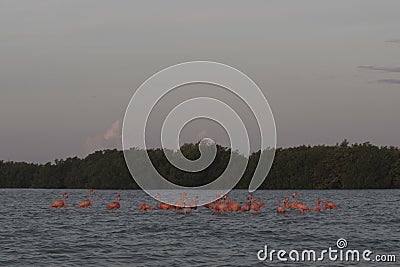 Pink flamingos family at dawn Stock Photo