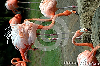 Pink flamingos flock Stock Photo