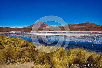 Pink Flamingos Laguna Hedionda Altiplano Bolivia Stock Photo