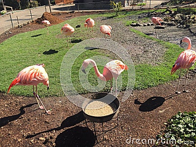 Pink flamingos Stock Photo