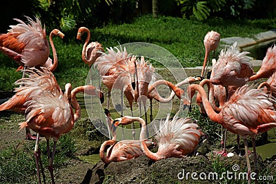 Pink Flamingos at the Miami Zoo Florida Editorial Stock Photo