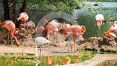 Pink flamingos in the Moscow Zoo. Stock Photo