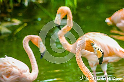 Pink flamingos perched in a pond 2 Stock Photo