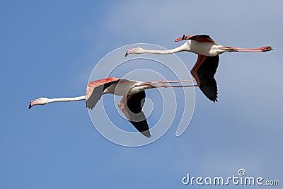 Pink flamingos Stock Photo