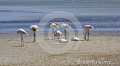 Pink flamingos Stock Photo