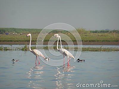 Pink Flamingos Triad Stock Photo