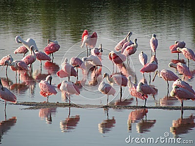 Pink flamingos in the water Stock Photo