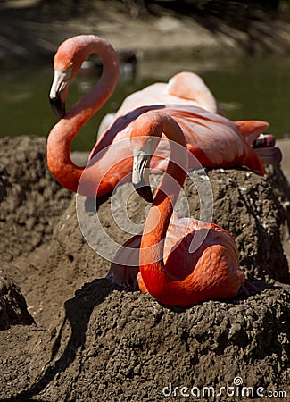 Pink Flamingos At The Zoo Stock Photo