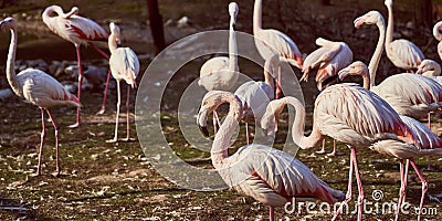 Pink flamingos in the zoo flock Stock Photo