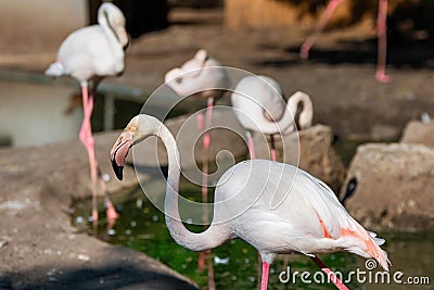 Pink Flamingos At The Zoo. A flock of flamingos in the pond Stock Photo