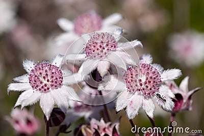 Pink Flannel Flowers Stock Photo