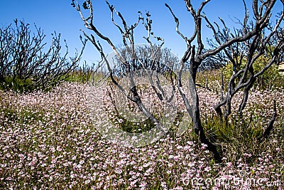 Pink Flannel Flowers Stock Photo