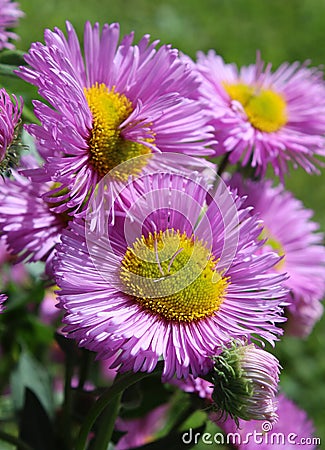 Pink Fleabane Stock Photo