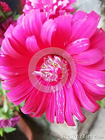 Pink, Fllower, Nature, Outdoor, Beckground Stock Photo