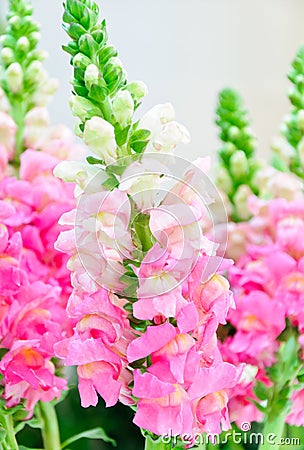 Pink flora Stock Photo
