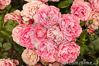 Pink floribunda roses in bloom Stock Photo