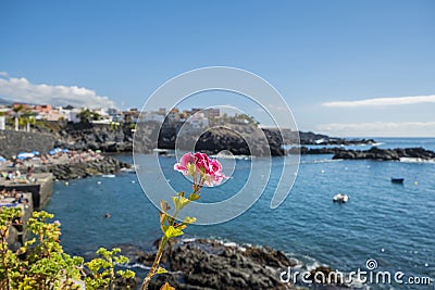 Pink flower and Alcala Stock Photo