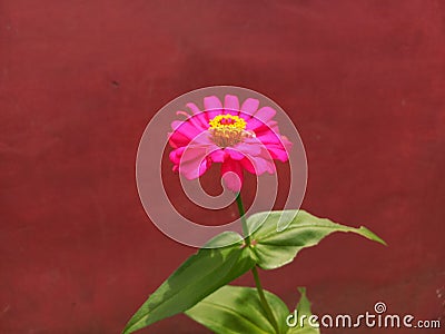 The pink flower alone and perfect for background Stock Photo