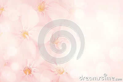 Pink flower background Stock Photo