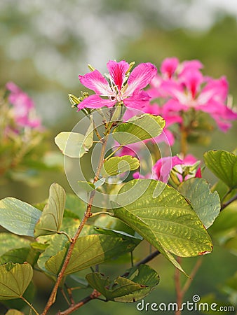 Pink flower Bauhinia variegate flowering plant legume family Fabaceae Common names include orchid tree beautiful on blurred of Stock Photo