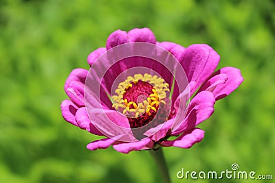 Pink flower at the Bay of Ieranto, Massa Lubrense, Italy Stock Photo