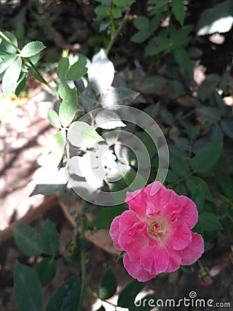 Pink flower beautiful Stock Photo