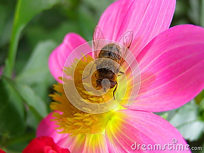 Pink Flower And Bee Stock Photo