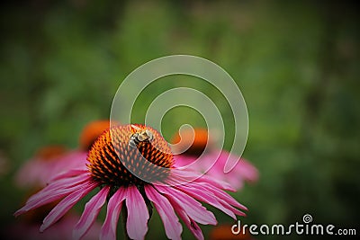 Pink Flower and Bee honey Stock Photo