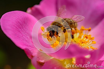 Pink flower and bee. Nectar and honey. Nature. Insect collects nectar. Stock Photo