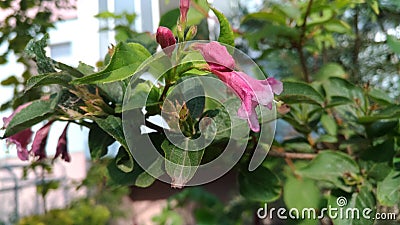 Pink flower bell on a green bush Stock Photo