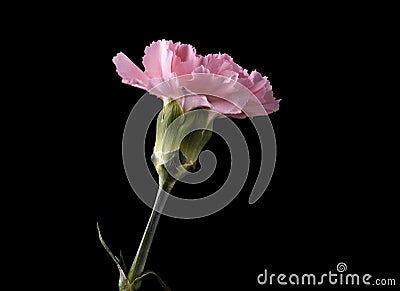 Pink flower On Black Backgroundtulip Stock Photo