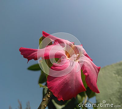 Pink flower blooming in branch of tree growing in garden, sunlight in petals, nature photography Stock Photo
