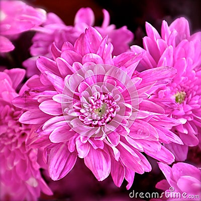 Pink flower blossom Stock Photo