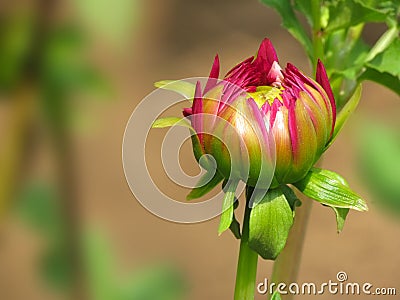 Pink flower bud, dahlia plant Stock Photo