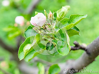 Pink flower and buds of apple tree close up Stock Photo