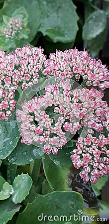 Pink flower buds large leaves rain water Stock Photo