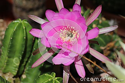 Pink flower of cactus echinocereus viereckii moricalii Stock Photo