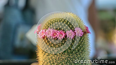 Pink flower cactus Mammillaria scrippsiana Stock Photo