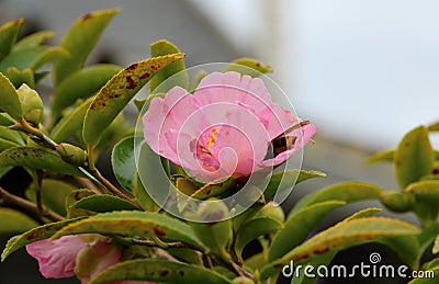 Pink flower of camellia with wasp Stock Photo