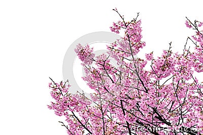 Pink flower, Cherry blossoms tree isolated on white background Stock Photo